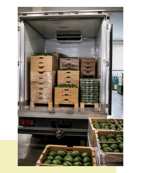 Перевозка авокадо в Нововоронеж с соблюдением температурного режима